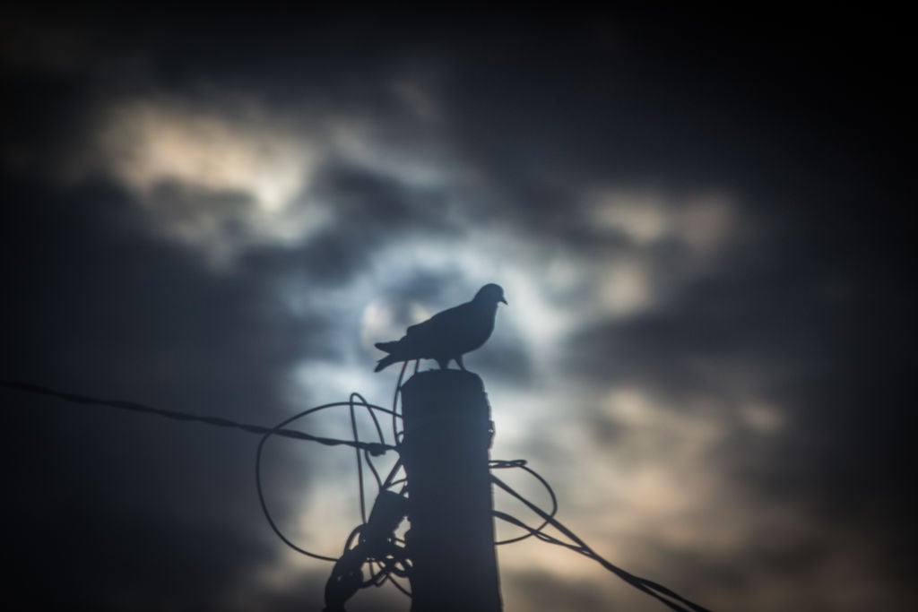 Lo que parecía un simple oscurecimiento reveló que la luz es esencial en la conducta animal.