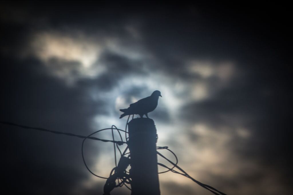 Lo que parecía un simple oscurecimiento reveló que la luz es esencial en la conducta animal.