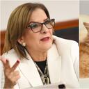 Mascotas no deben ser embargadas por deudas de sus dueños: la solicitud de la Procuraduría a la Corte Constitucional