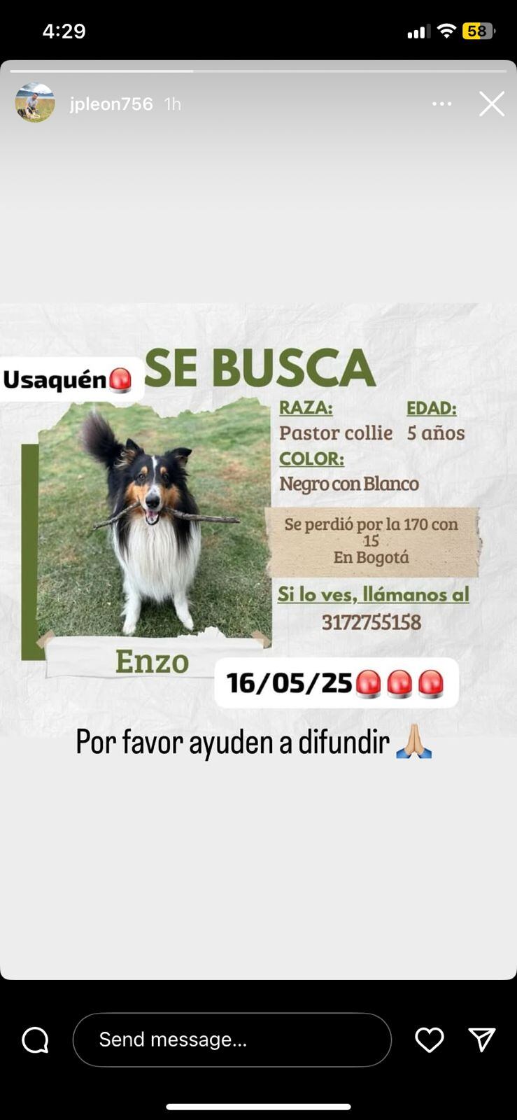 Enzo, border collie, perdido en Bogotá el 16 de mayo de 2025.