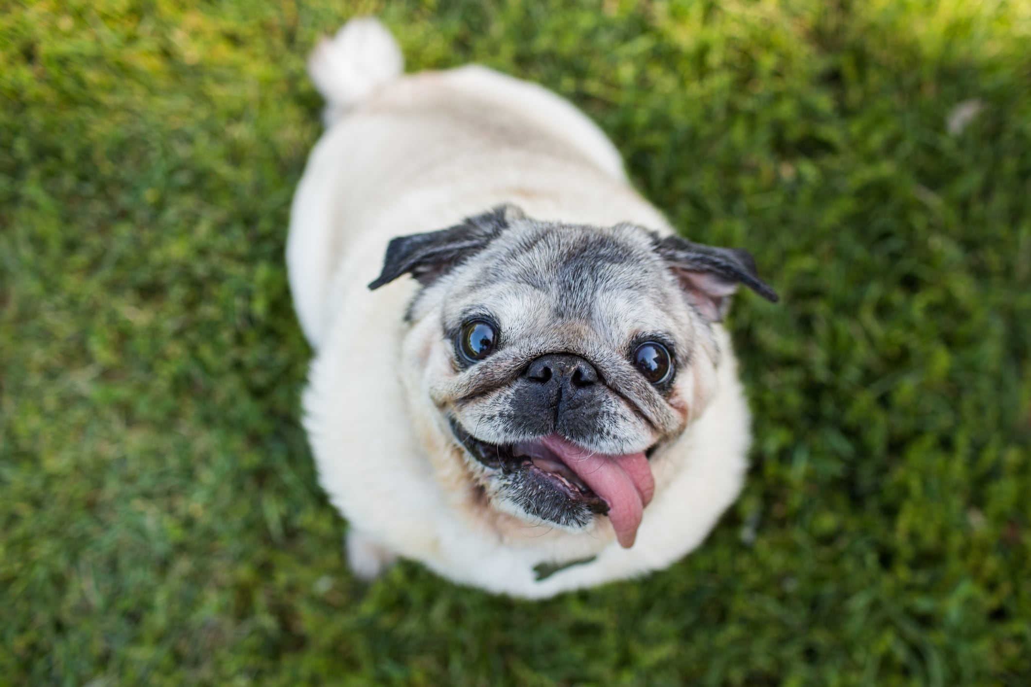 perros pug