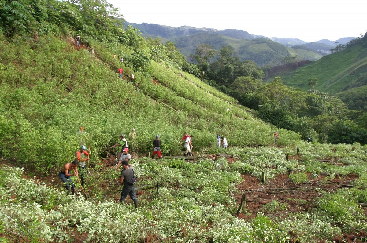 Campesinos en cultivos de coca.