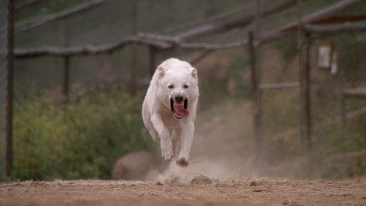 Los perros más famosos de películas de terror