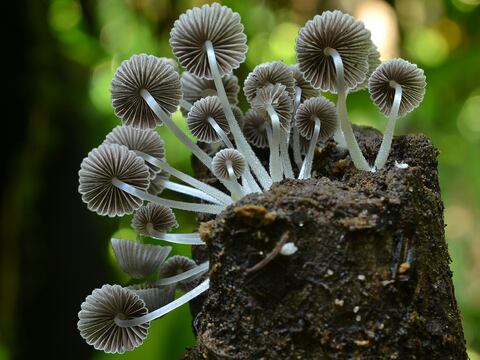 Portal con información de hongos en Colombia
