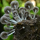 En Colombia es amplia la diversidad de especies de hongos. Muchas de ellas tienen enormes usos.