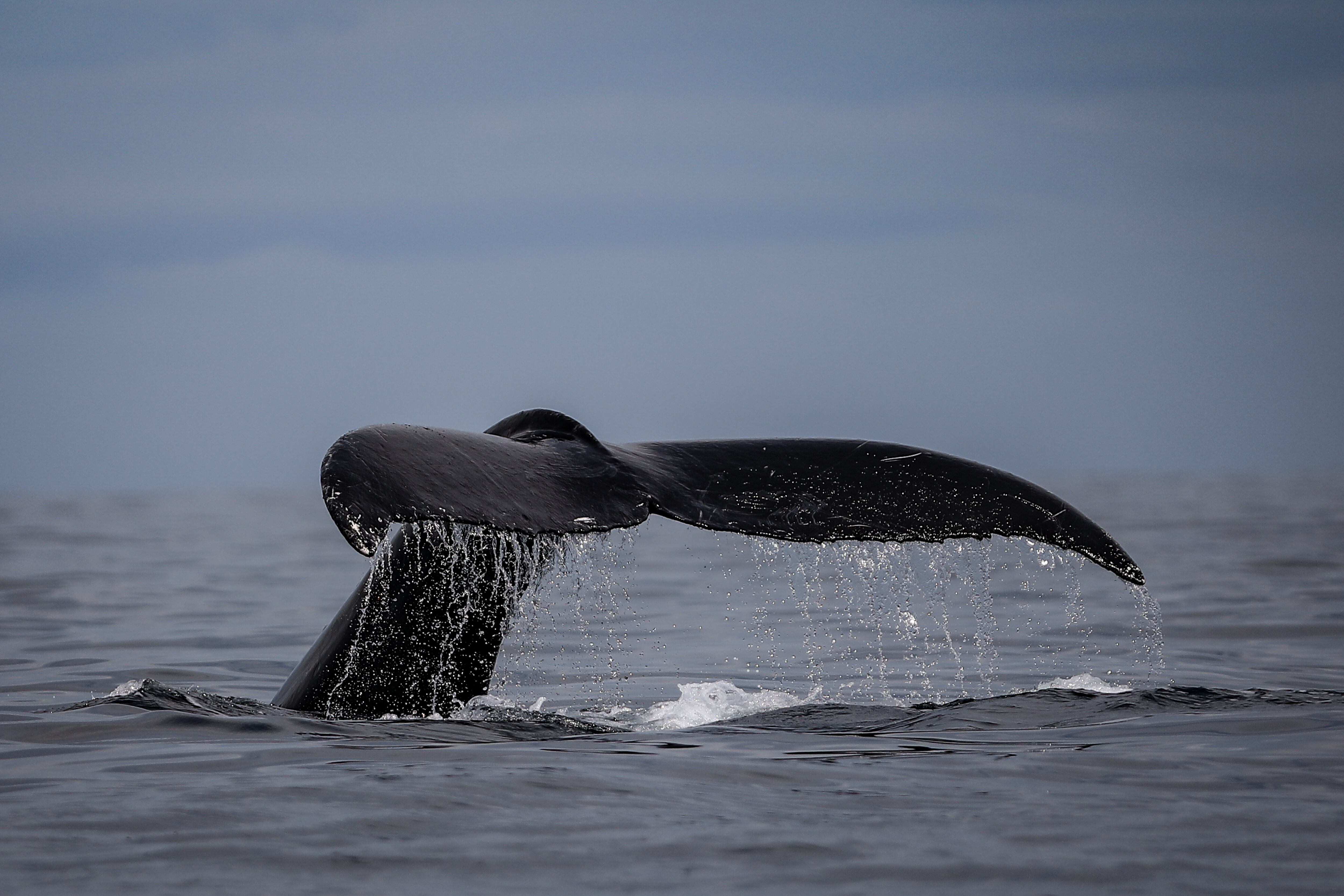 En su recorrido por el océano Pacífico, también es posible avistar estos mamíferos en Nuquí, Bahía Málaga e Isla Gorgona.