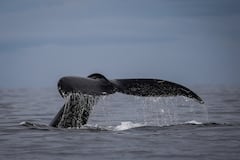 En su recorrido por el océano Pacífico, también es posible avistar estos mamíferos en Nuquí, Bahía Málaga e Isla Gorgona.