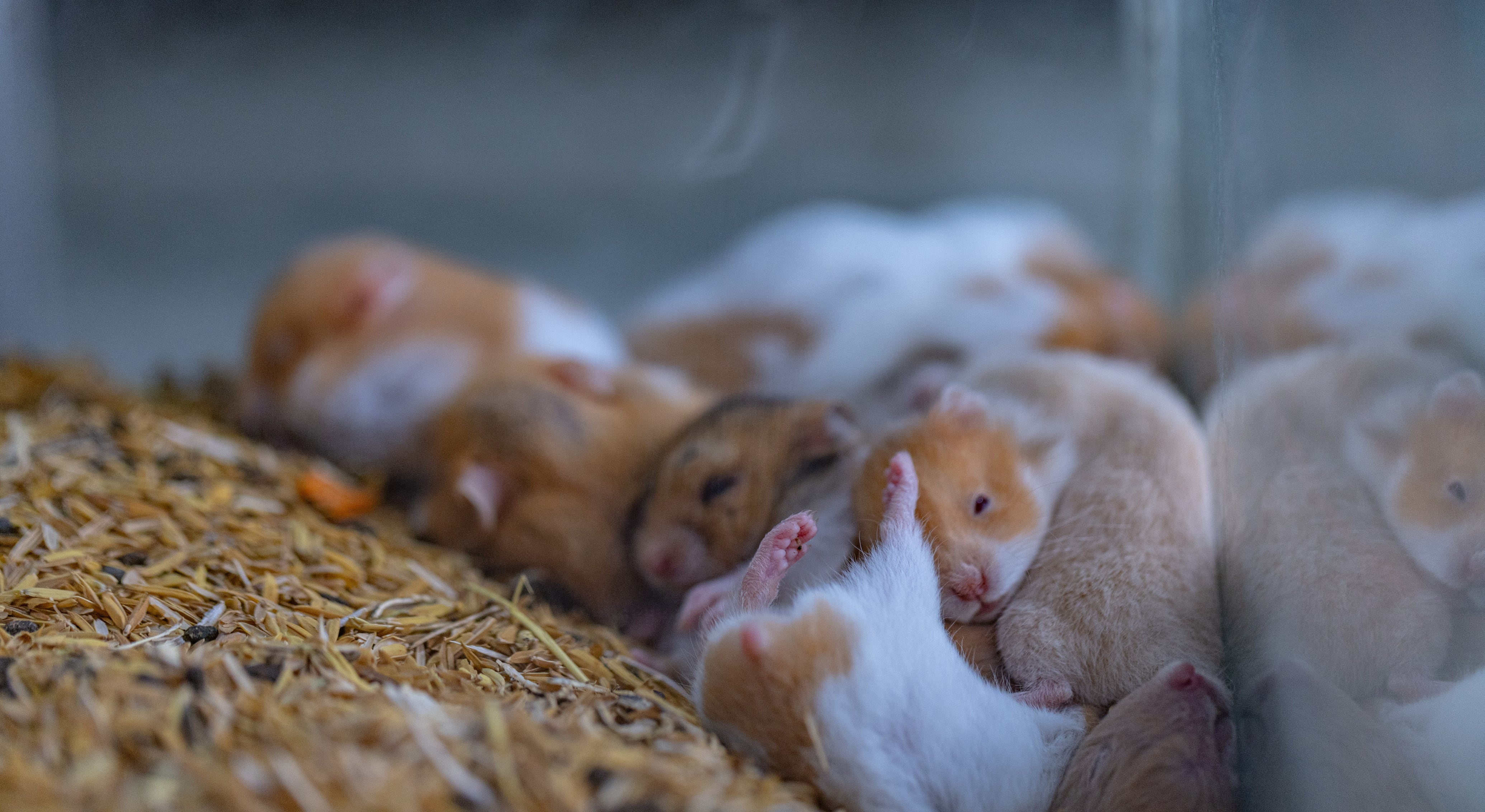 Varios hámster eran comercializados en este lugar