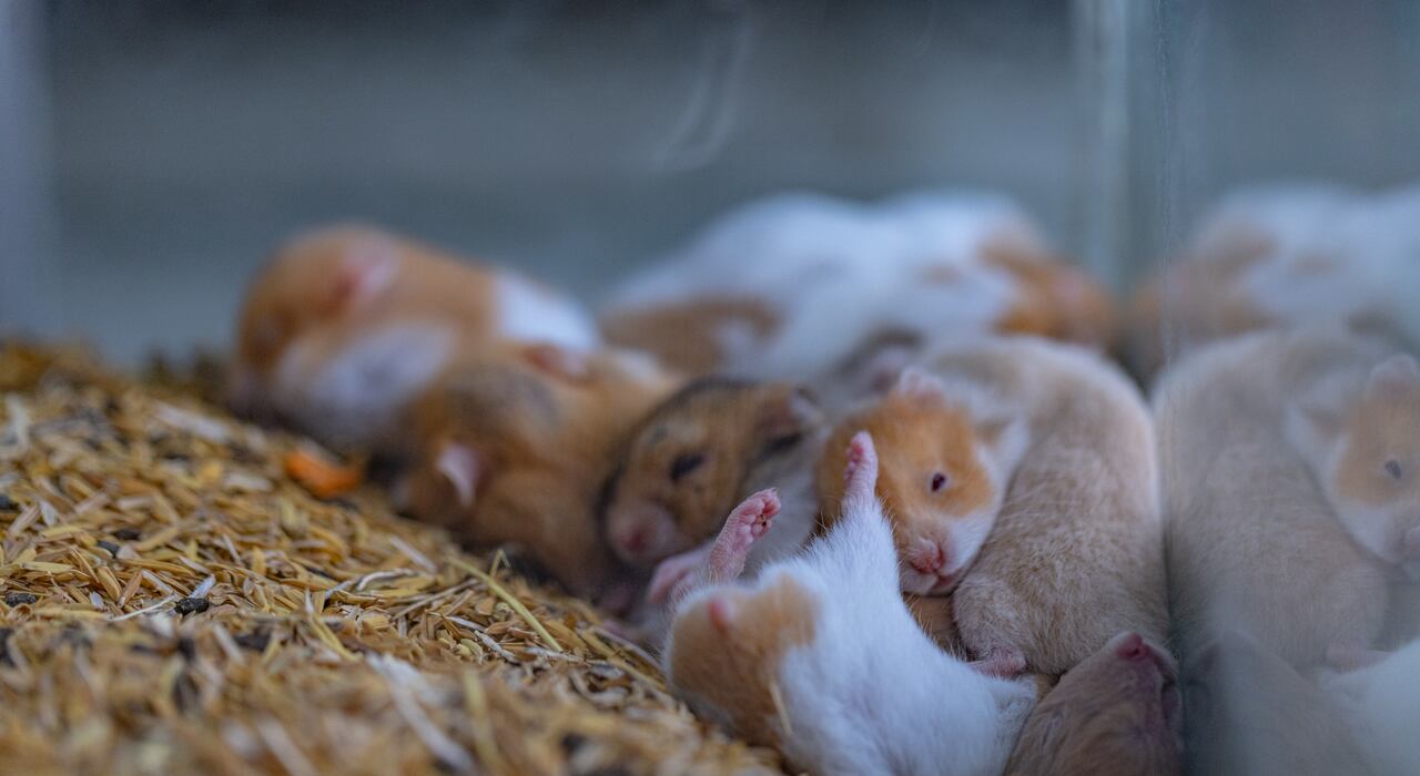 Varios hámster eran comercializados en este lugar