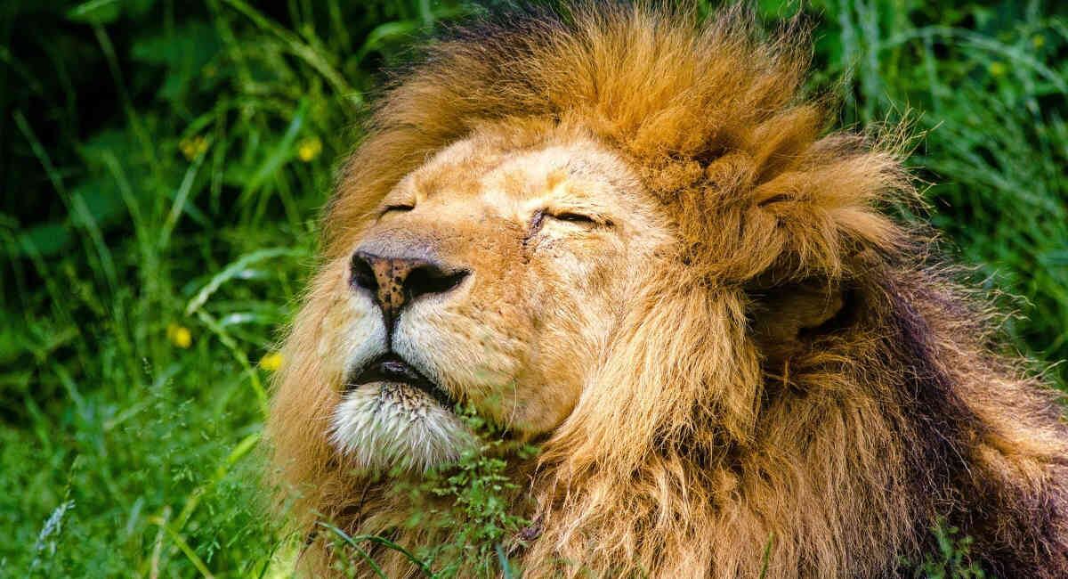 Los leones son criados para luego ser sacrificados por turistas, quienes pagan por cazarlos. Foto: Pixabay. 