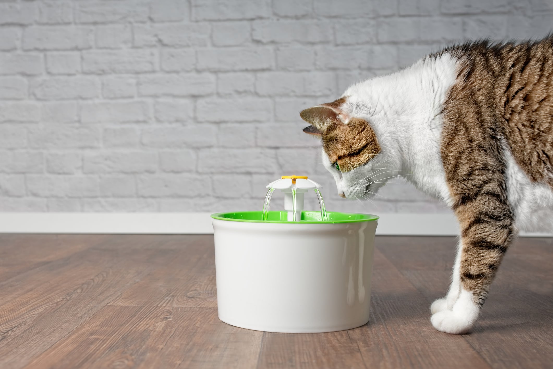 Las fuentes de agua ayudan a motivar que los gatos beban más.