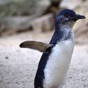 Horror en Nueva Zelanda por ola de pingüinos hallados muertos