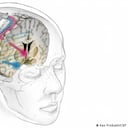 Dispositivo de ECP: electrodos implantados envían impulsos eléctricos a estructuras específicas del cerebro.