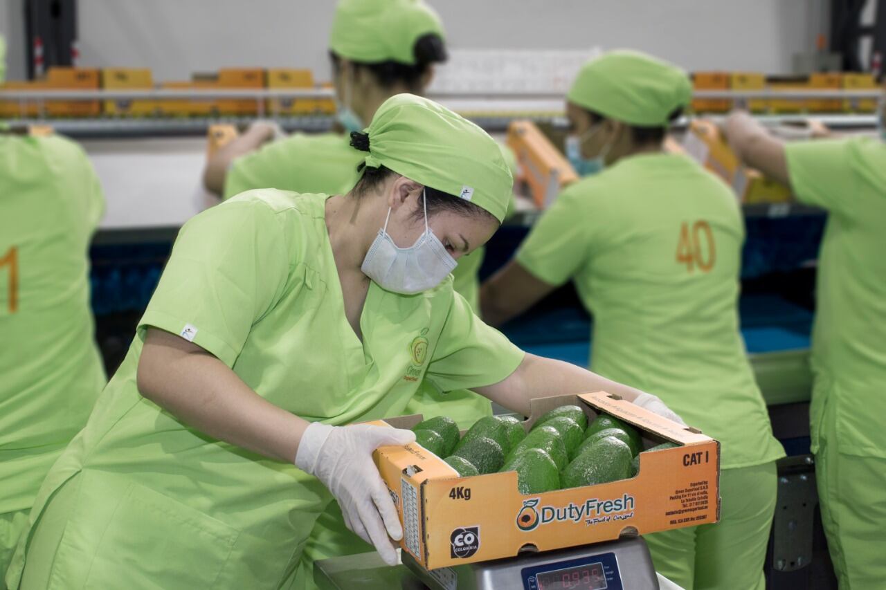 Colombia es el tercer país exportador de aguacate Has en el mundo.