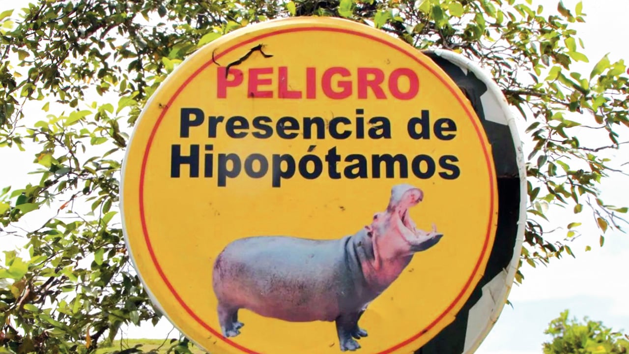 La presencia de la especie en Colombia amenaza varios ecosistemas. 