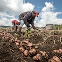 Se ha entregado solo el dos por ciento de las hectáreas estipuladas en los Acuerdos de paz de 2016.