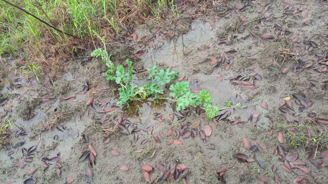 La mayores afectaciones se concentran en la Mojana y el San Jorge.