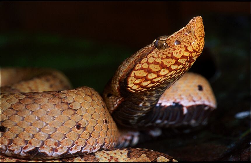 Dependiendo del veneno y de la especie la mordedura genera diferentes reacciones que van desde destrucción de tejidos hasta síntomas silenciosos que conducen a la muerte si no se aplica el suero antiofídico en menos de 6 horas. Bothrocophias-hyoprora, conocida como jergón, es venenosa. Leticia, Amazonas.
