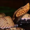 Dependiendo del veneno y de la especie la mordedura genera diferentes reacciones que van desde destrucción de tejidos hasta síntomas silenciosos que conducen a la muerte si no se aplica el suero antiofídico en menos de 6 horas. Bothrocophias-hyoprora, conocida como jergón, es venenosa. Leticia, Amazonas.