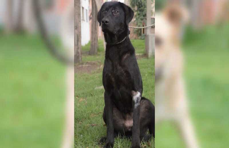 Negrita: criolla de 48 meses. Esta perrita es muy  inteligente, tranquila, equilibrada, es uno de los animales que más tiempo lleva en el programa de adopción, esperando una familia amorosa que la acoja y le brinde mucho amor, respeto y compañía.