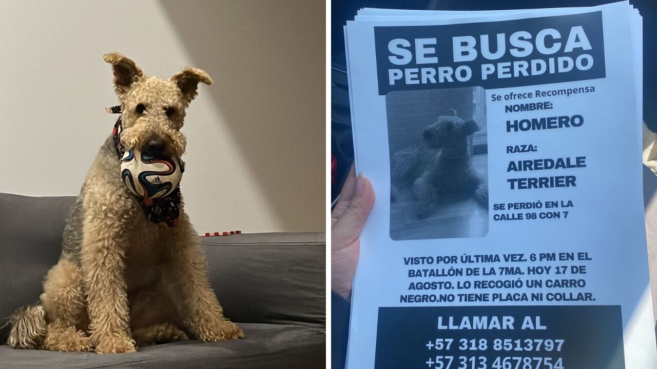 Reportan perro desaparecido en Bogotá. Responde al nombre de Homero y padece dura condición de salud en su piel.