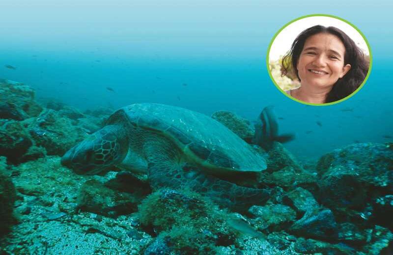 ELLA CREA TORTUGARIOS - Las tortugas marinas tienen aletas y no retraen sus extremidades. Son especímenes espectaculares que soportaron la extinción de los dinosaurios y pueden vivir hasta 150 años. Pero el camino a la vejez es complicado. De cada 1.000 neonatos que eclosionan solo uno llega a edad adulta. Y si bien su caza está prohibida, cada día son sacrificadas alrededor de 50 pues su carne se considera “exquisita”, y la gente usa su proteína, su caparazón, su grasa, sus huevos y su cola, y la venden como mascota. Por eso, la bióloga marina Aminta Jáuregui ejecuta una labor esencial. En su historia frente del Programa  de Conservación de Tortugas y Mamíferos Marinos ha liberado más de 3.000 ejemplares, pero sabe que no es tiempo para cruzarse de brazos: “Ya no se puede dejar que la naturaleza sola se recupere. Si el hombre la ha afectado, este tiene la responsabilidad de ayudarla”, asegura. Lograr cambios implica escoger bien los campos de acción y Jáuregui con empeño y estrategia lo está consiguiendo. Por eso se planteó construir un tortugario en Palomino, La Guajira, uno de los departamentos de mayor consumo de esta especie en el país, tanto que Jáuregui lo llama el “hoyo negro” de la especie.