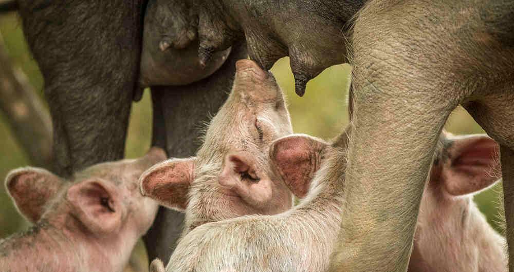 Así contribuye el sector pecuario a la construcción de la paz en Colombia