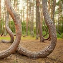 Pinos doblados en Crooked Forest (Krzywy Las) al atardecer, Polonia.