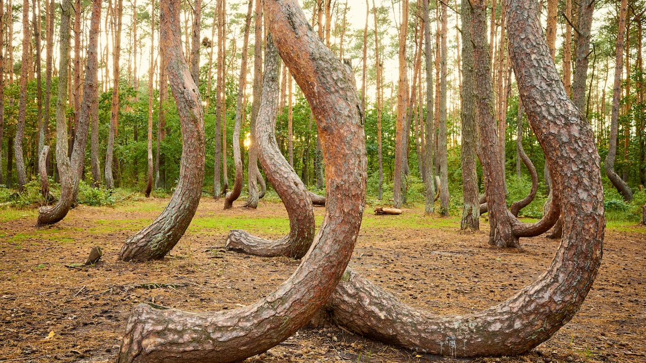 Pinos doblados en Crooked Forest (Krzywy Las) al atardecer, Polonia.