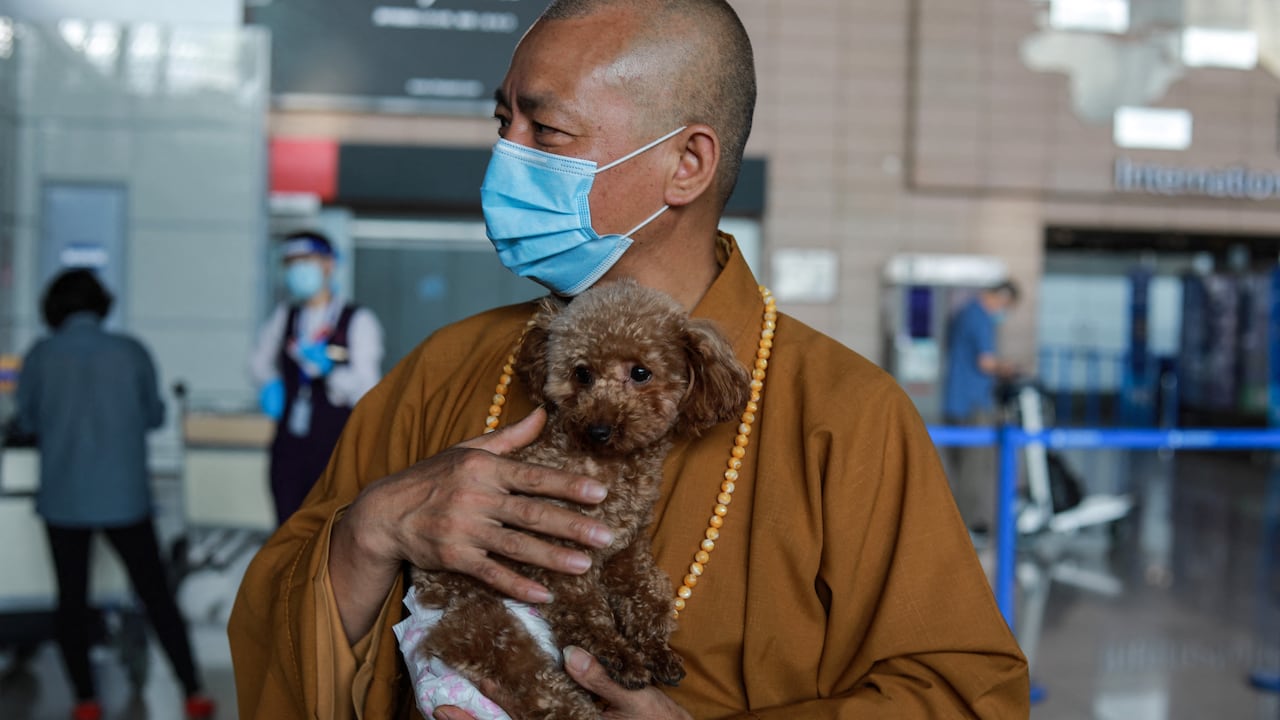 Zhi Xiang cuida a casi 8.000 perros en su templo y en un refugio de los suburbios de Shanghai, la ciudad más grande de China.
