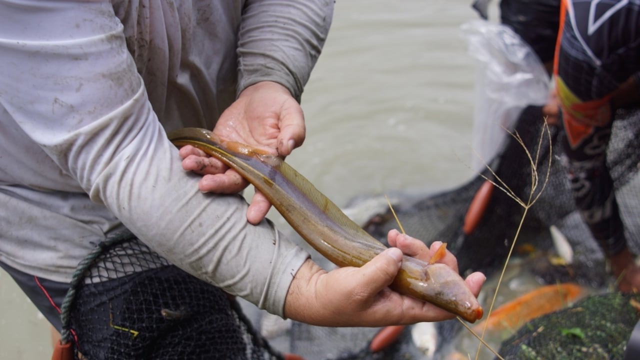 Plan para salvar al pez viringo en el Valle