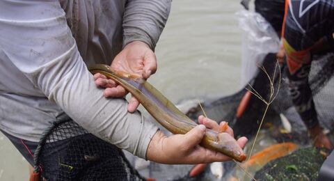 Plan para salvar al pez viringo en el Valle