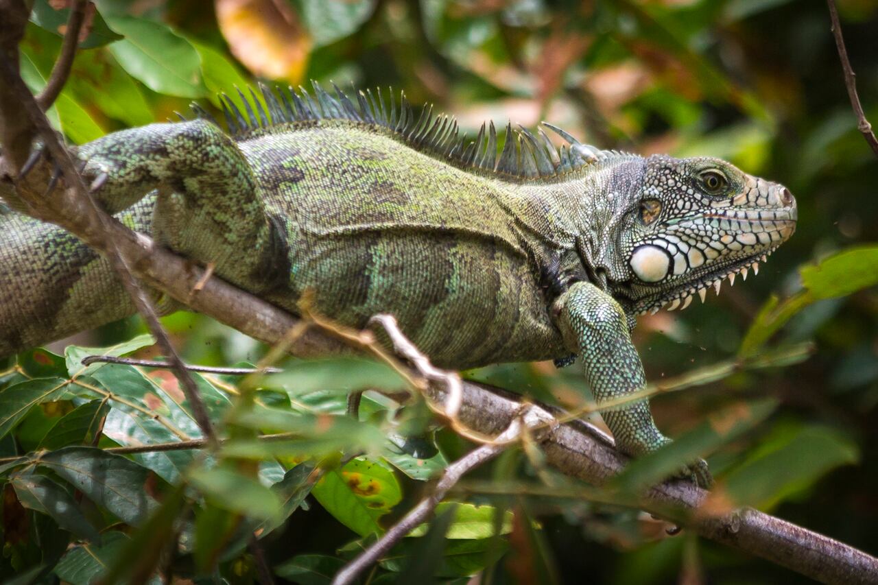 Los cañones del Güejar y del Guape son el hábitat de una gran variedad de especies de fauna y flora que es posible avistar durante caminatas ecológicas.