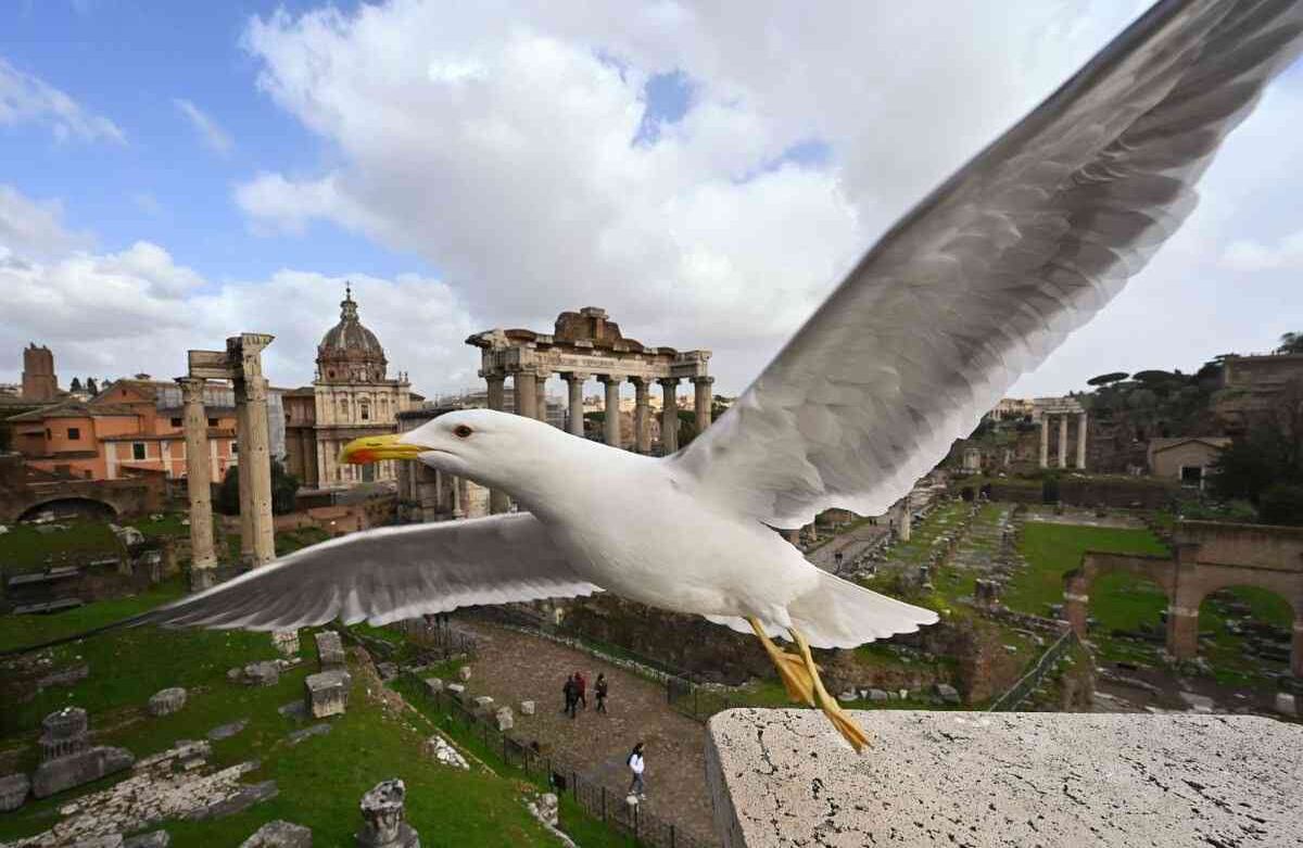 Una gaviota vuela cerca del Foro Antiguo en Roma el 20 de marzo de 2020. Foto: Alberto Pizzoli/ AFP. 