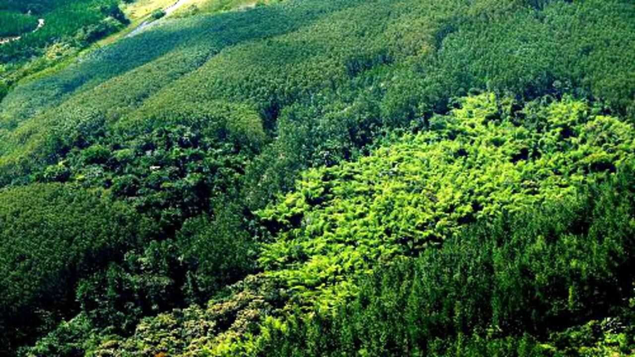 El Ministro de Ambiente y Desarrollo Sostenible, Gabriel Vallejo López, explicó que “el preacuerdo permite a los países dueños de los bosques recibir una compensación económica a cambio de mostrar la reducción en los índices de deforestación”.