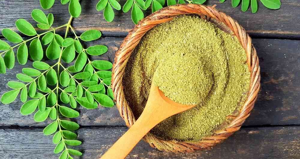 Así luce la moringa.