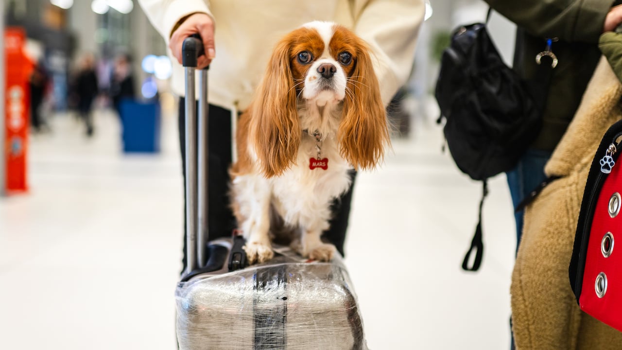 Europa establece nuevas normas para viajar con mascotas.