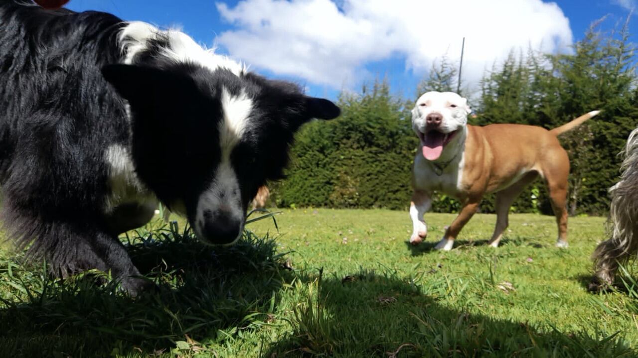 Katira fue rehabilitada y atendida en la Unidad de Cuidado Animal