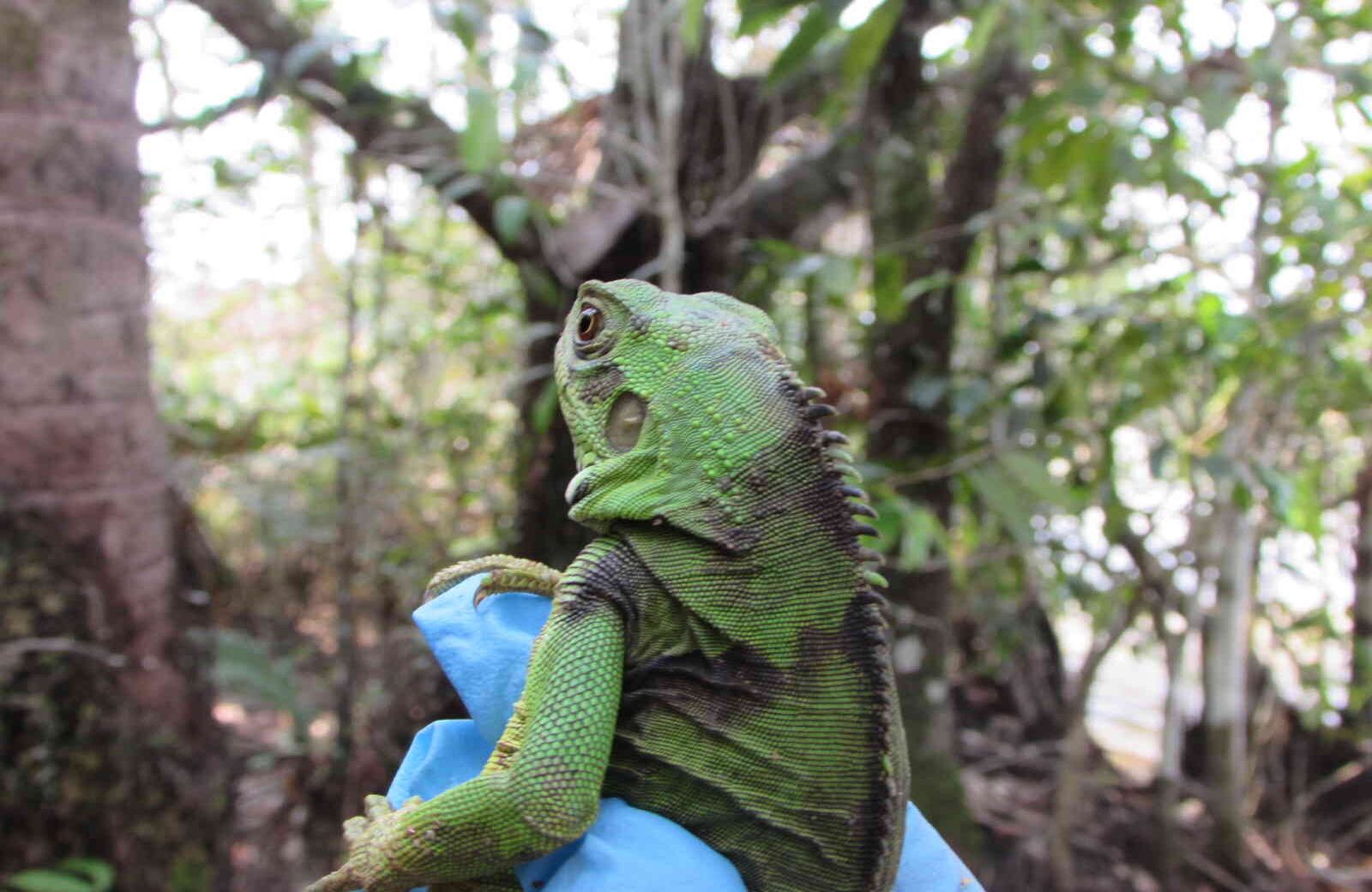 . El tráfico ilegal de fauna silvestre es catalogado como el tercer negocio ilícito más lucrativo en el mundo. Foto: Cormacarena