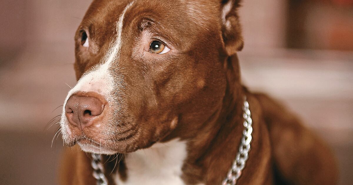 Hay muchas creencias y mitos alrededor de los perros, como que estos solo ven en blanco y negro. Aquí te contamos qué tan verdaderos son estos mitos.