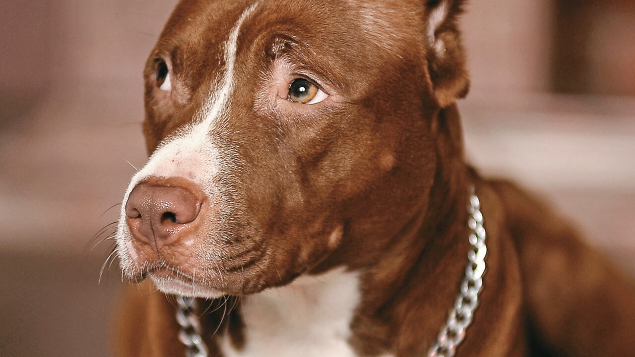 Hay muchas creencias y mitos alrededor de los perros, como que estos solo ven en blanco y negro. Aquí te contamos qué tan verdaderos son estos mitos.