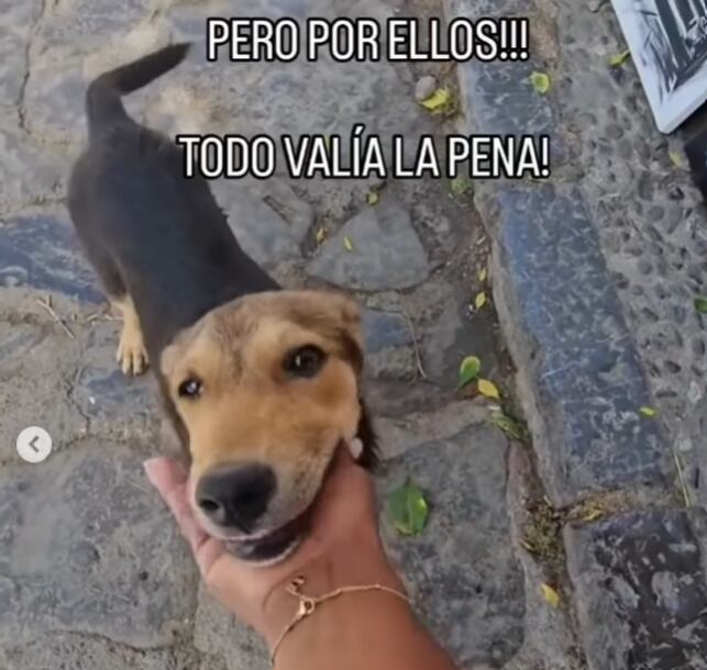 Las imágenes revelaron cómo la comida se transforma en ayuda directa para perros de la calle.