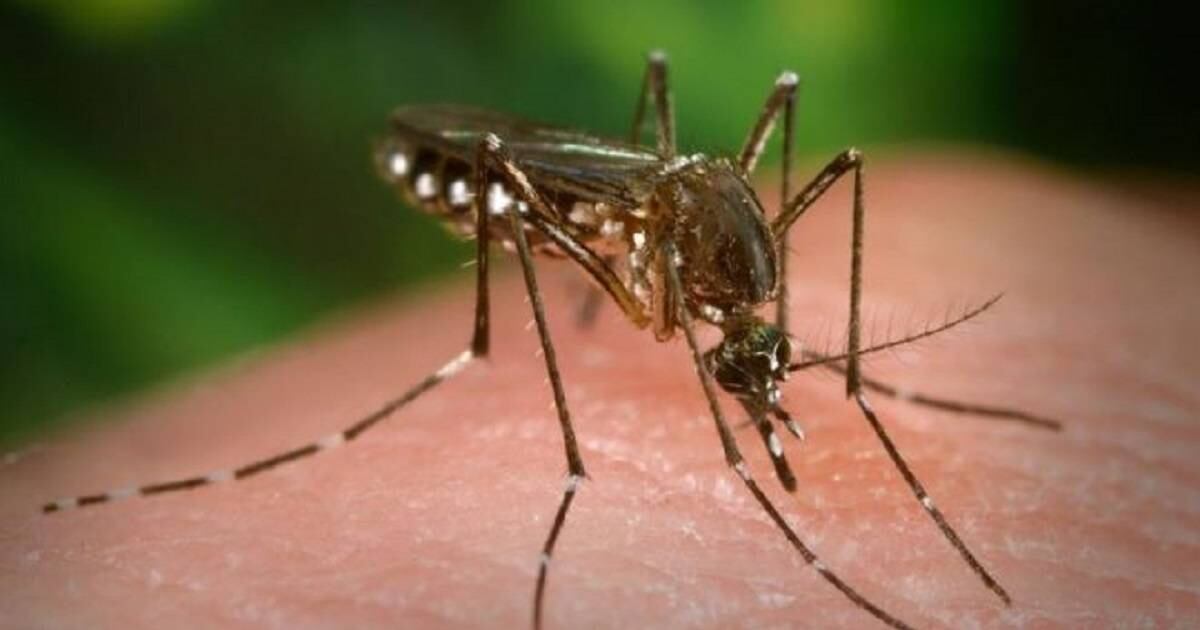 El mosquito Aedes aegypti transmite puede transmitir el dengue, chikungunya, zika y fiebre amarilla. Foto: Getty Images