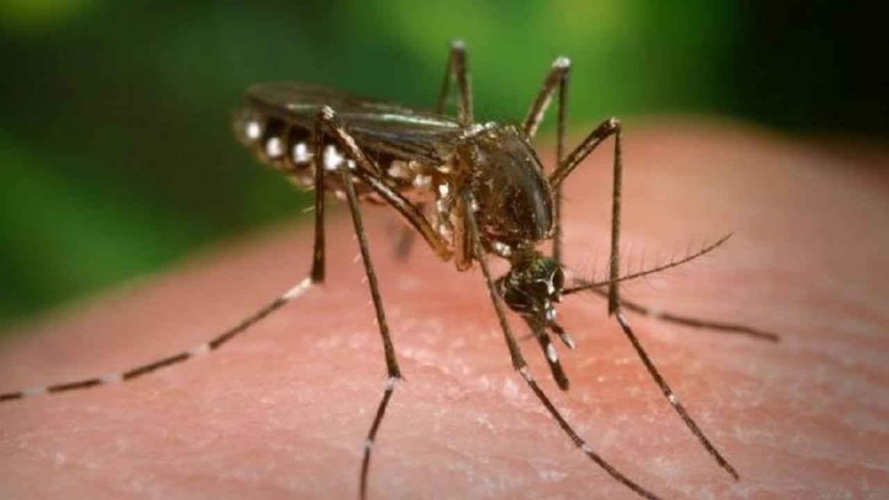 El mosquito Aedes aegypti transmite puede transmitir el dengue, chikungunya, zika y fiebre amarilla. Foto: Getty Images