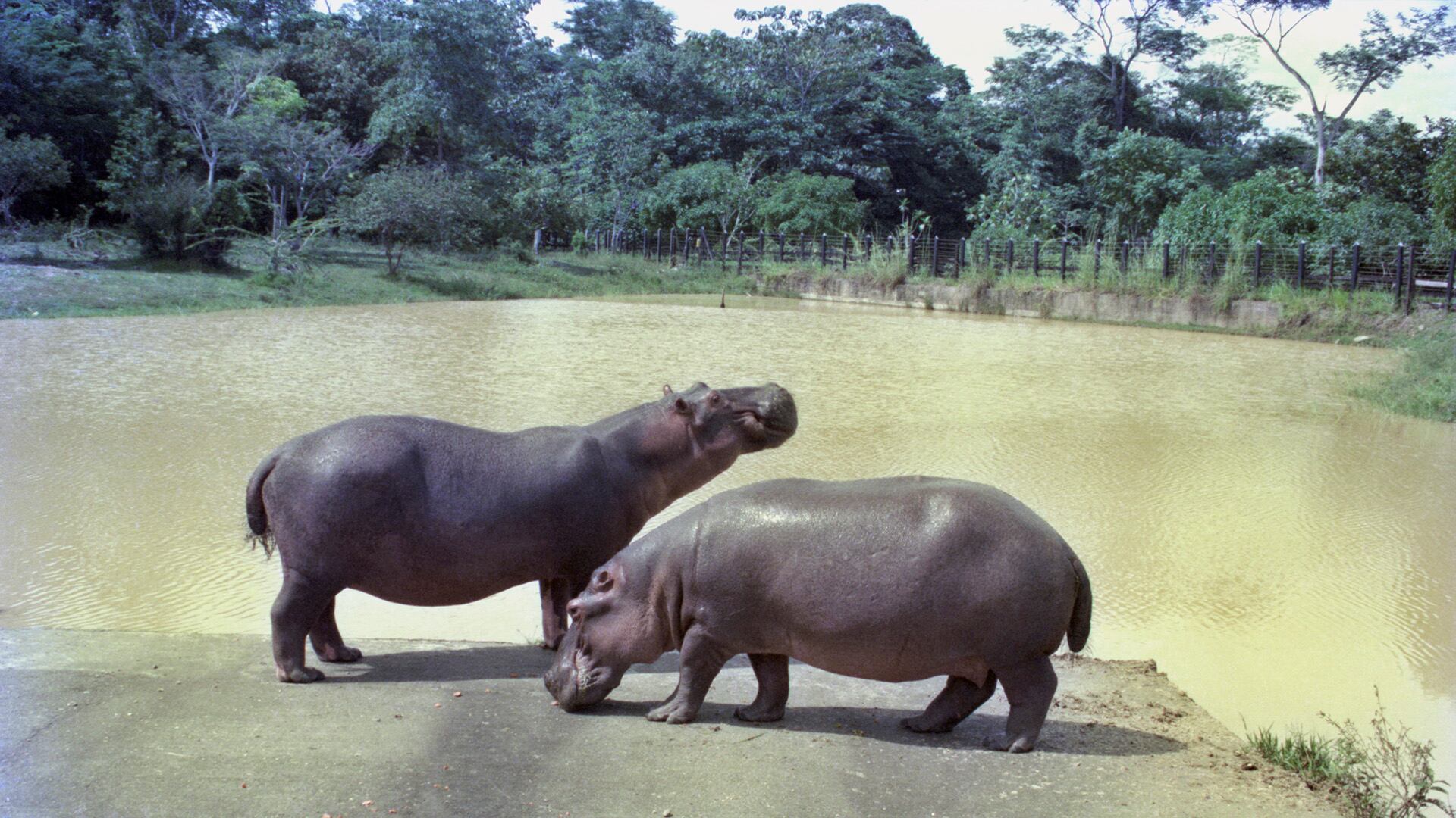 El Chino. La vida del fotógrafo personal de Pablo Escobar