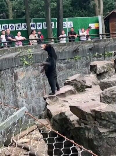 Un zoológico del este de China ha desmentido las insinuaciones de que sus osos son en realidad personas disfrazadas