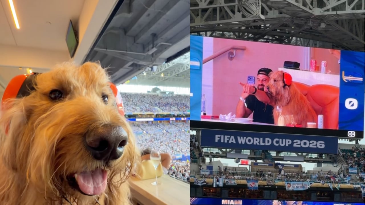 Brodie, el perro que ingresó al estadio en el partido Argentina vs. Cabo Verde.
