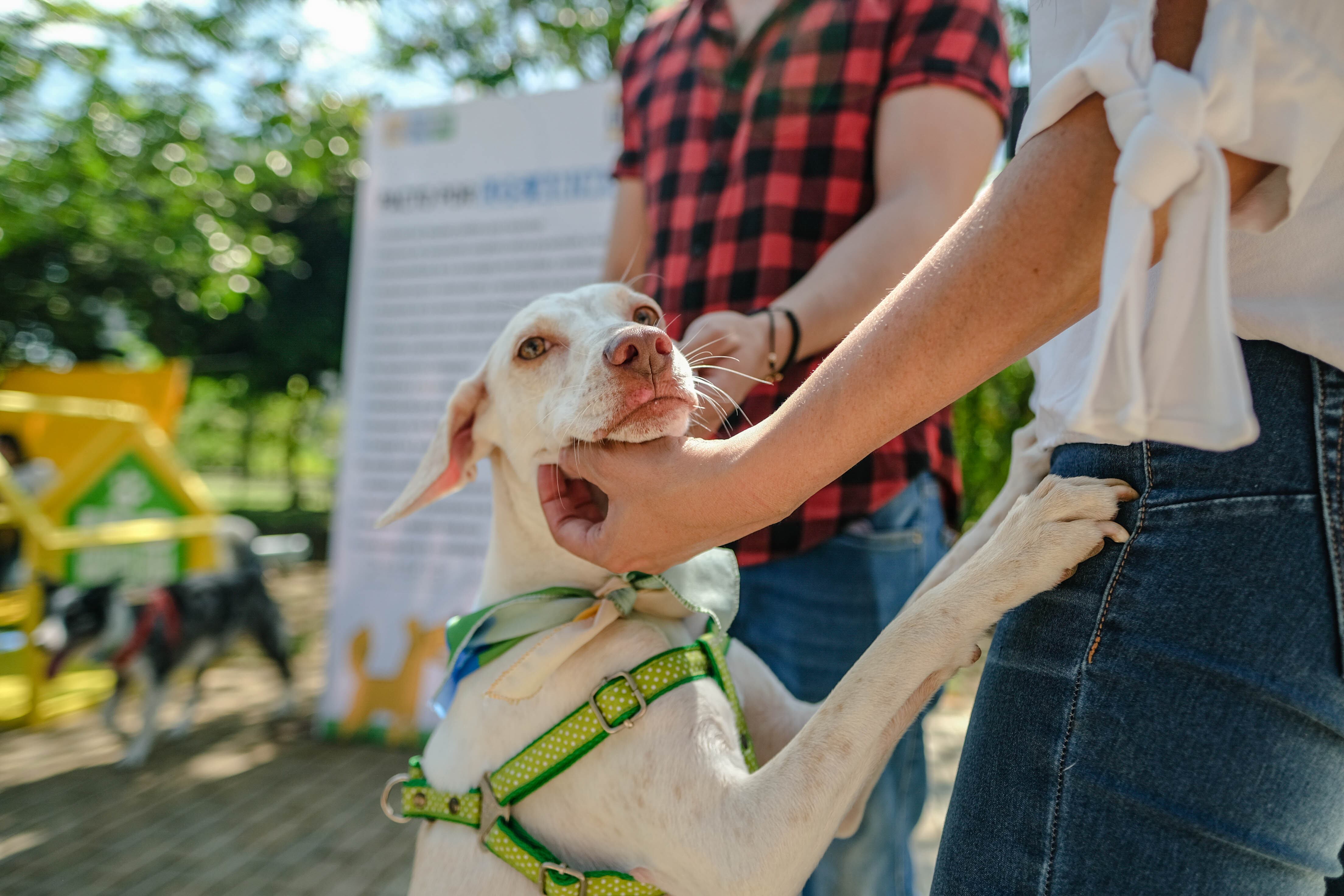 Uno de los principales problemas de las ciudades, es el gran número de perros sin hogar.