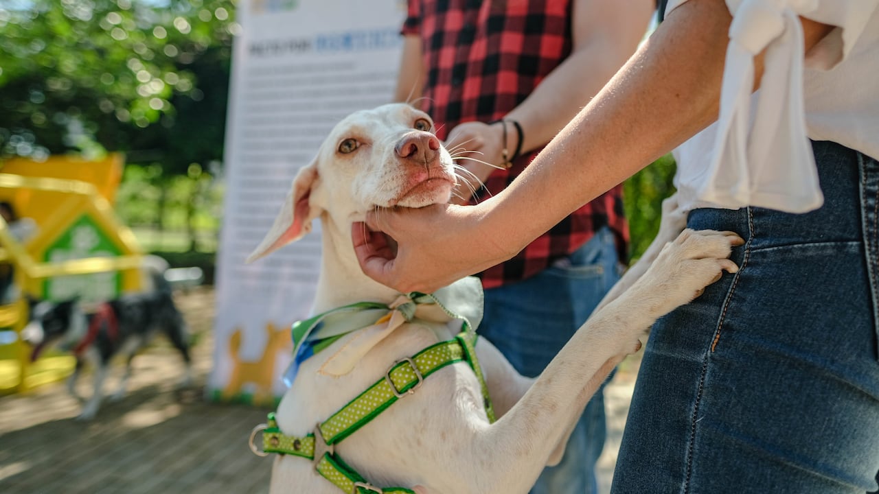 Uno de los principales problemas de Cúcuta es el gran número de perros sin hogar.
