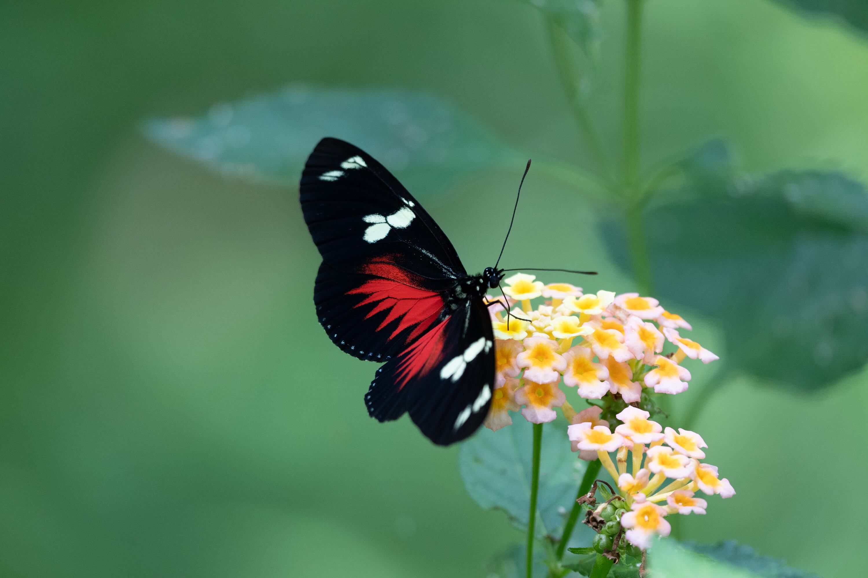 Mariposario Ibagué